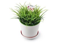 Orologio Swatch Donna Originals in Resina GZ290 - GZ290